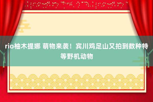 rio柚木提娜 萌物来袭！宾川鸡足山又拍到数种特等野机动物